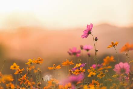 fleurs
